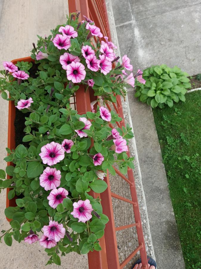 Apartments Mirkovic Cetinje Exterior foto